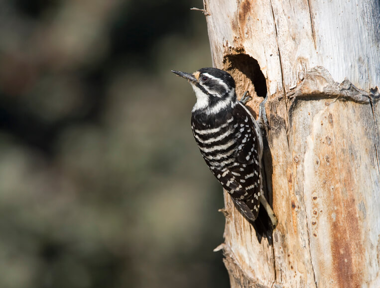 Nuttal's Woodpecker on a tree