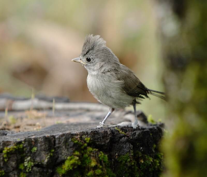Oak Titmouse on a stump in the forest