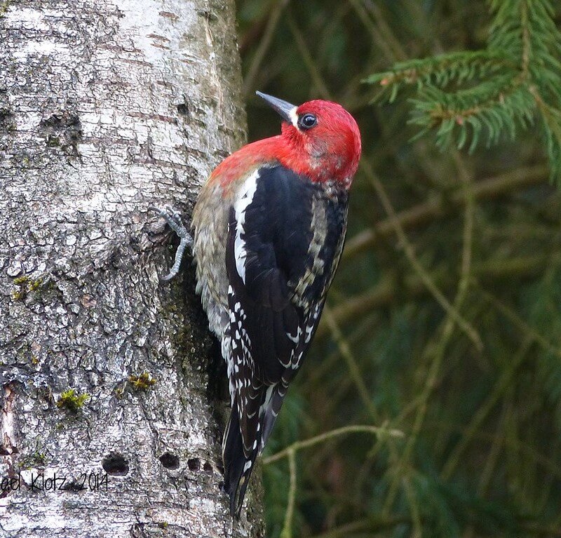 Red-breasted Sapsucker drumming on a tree