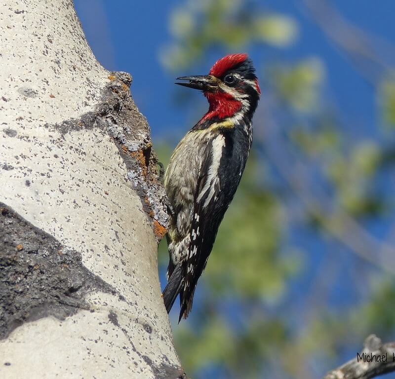 Red-naped Sapsucker on a tree