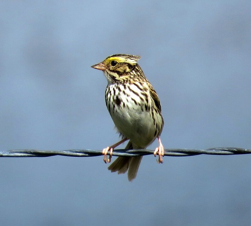 Savannah Sparrow perched on a wire fence