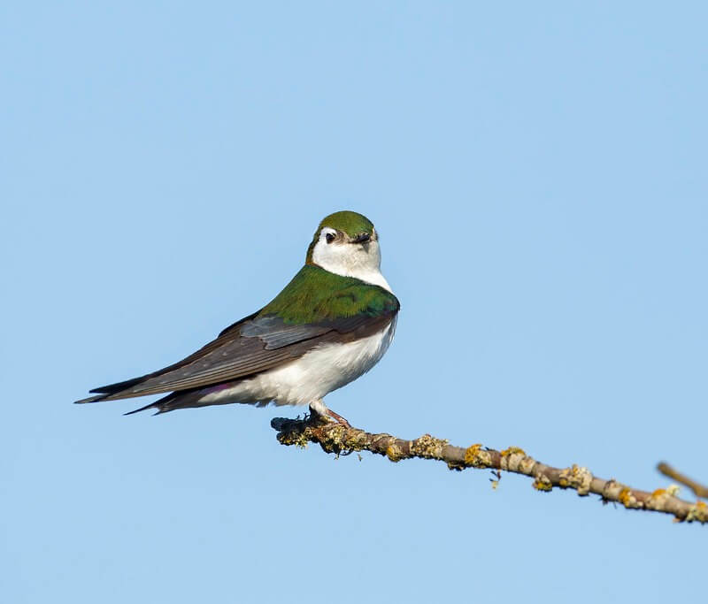 Violet-green swallow perched on a branch