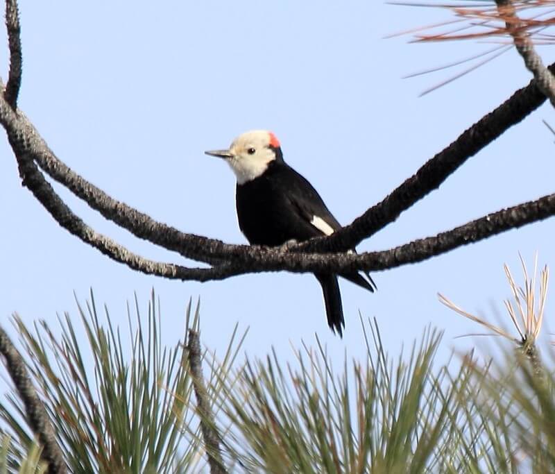 White-headed Woodpecker perched on a branch