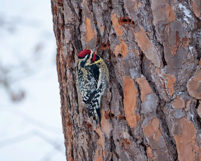 Yellow-bellied Sapsucker on a tree