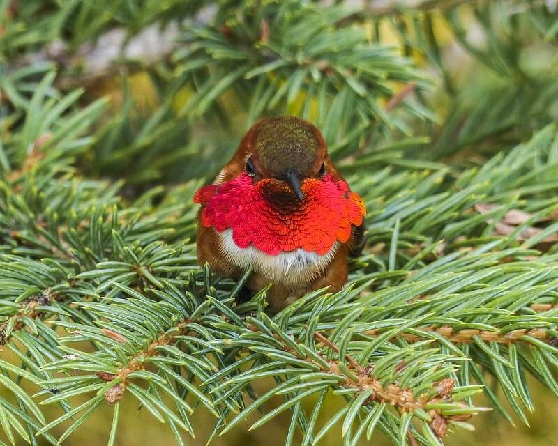 Allen's Hummingbird sitting in a tree