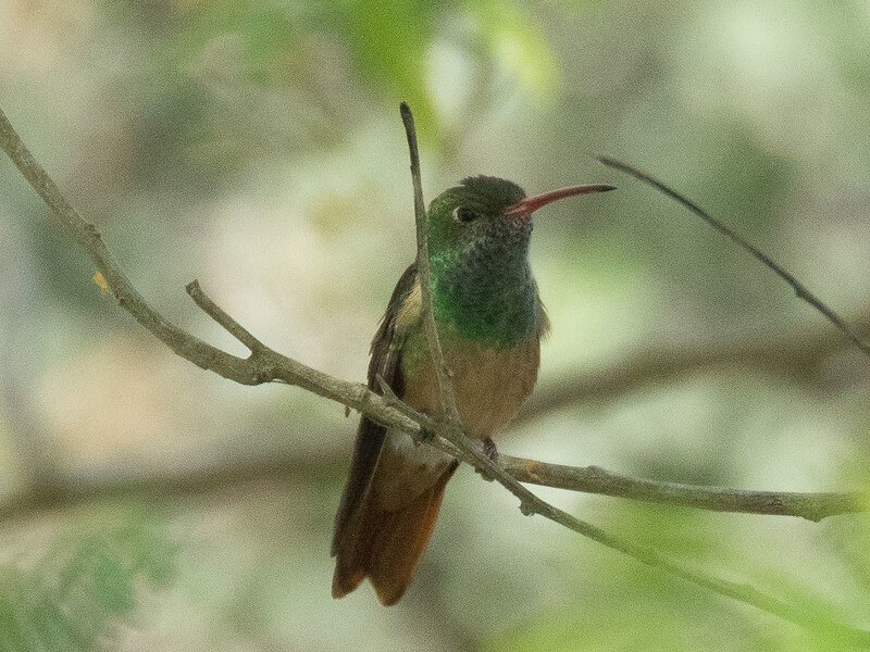 Buff-bellied Hummingbird on a branch