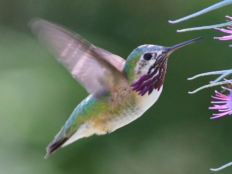 Calliope Hummingbird sipping nectar from a flower