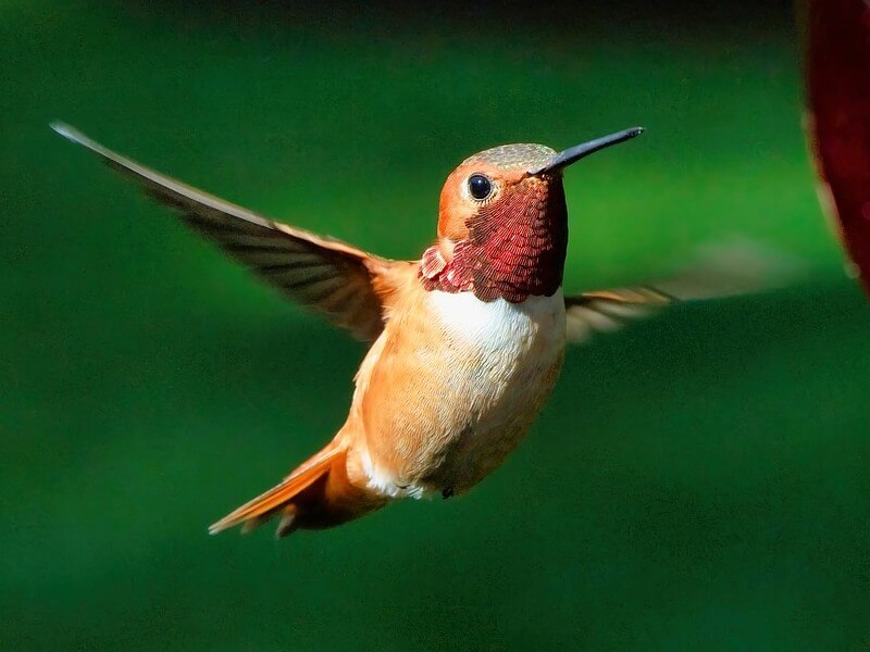 Rufous Hummingbird flying in mid air
