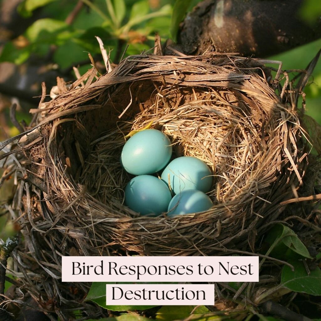 bird responses to nest destruction