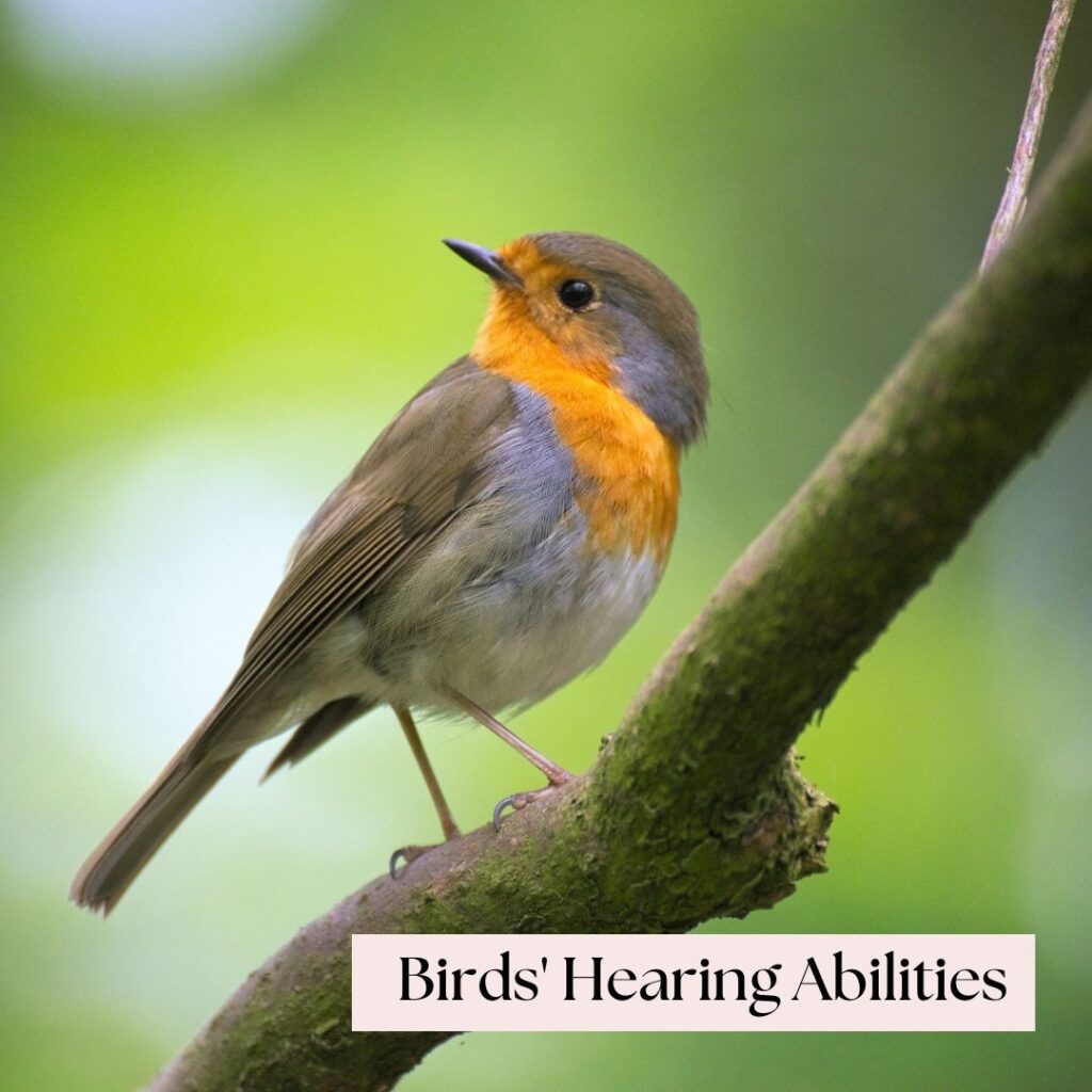 birds hearing abilities