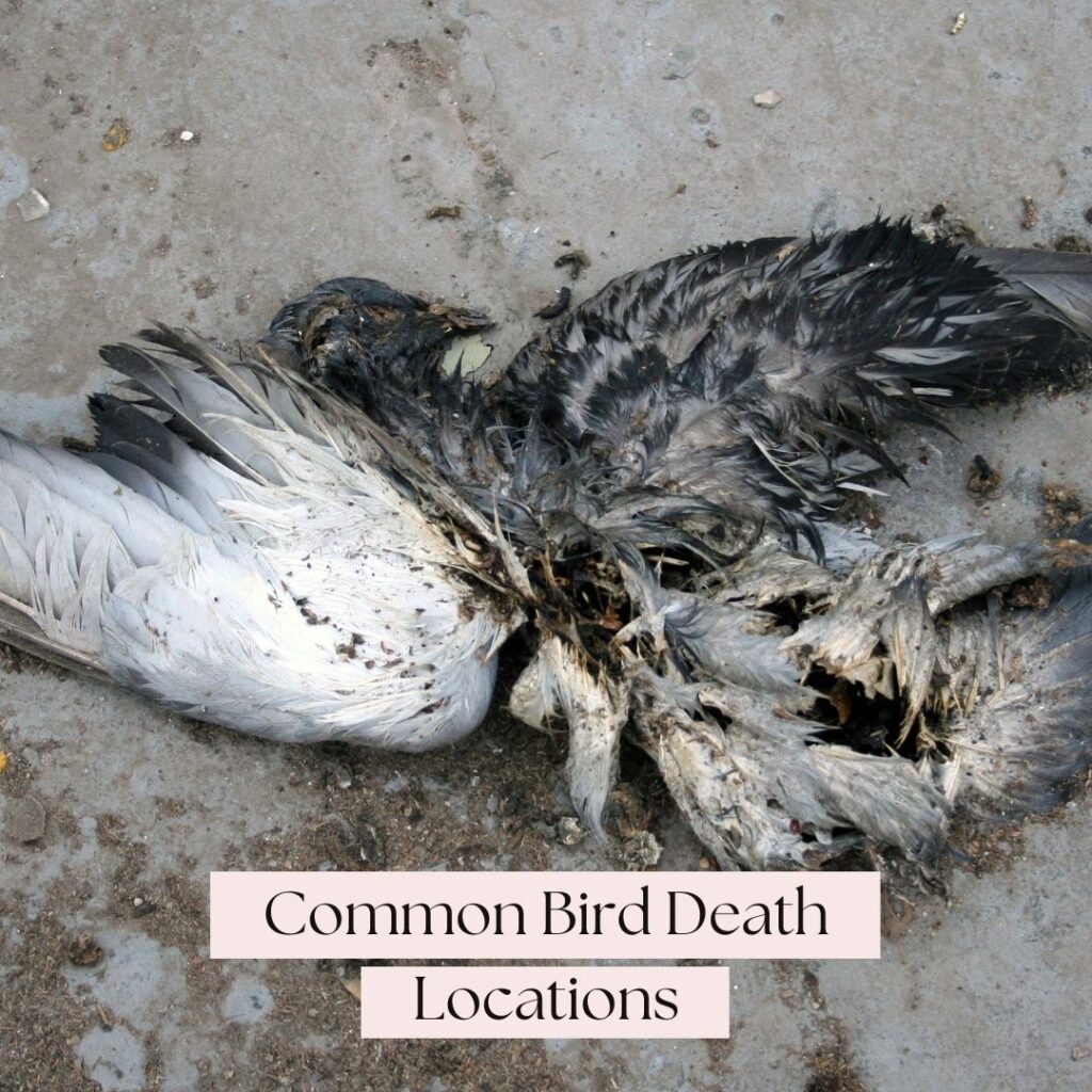 common bird death locations