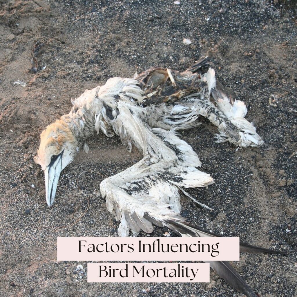 factors influencing bird mortality