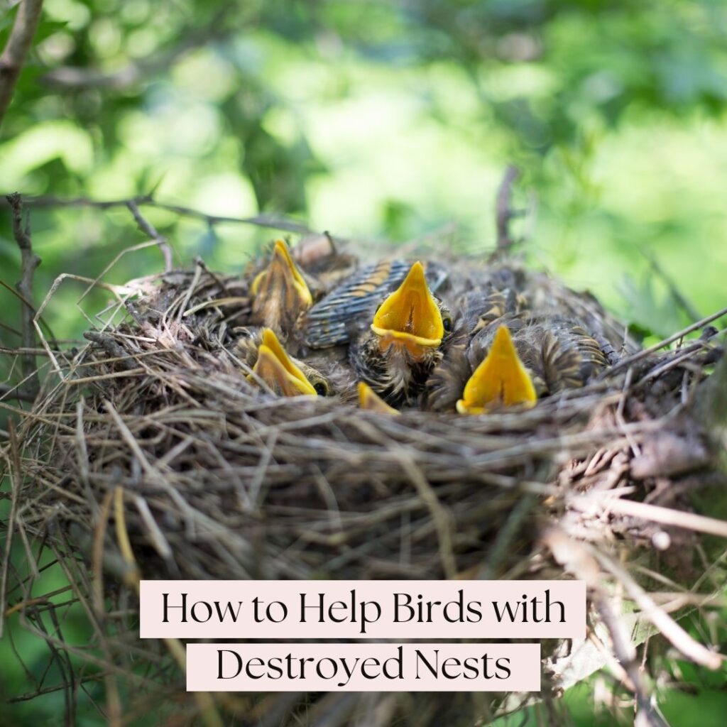 how to help birds with destroyed nests
