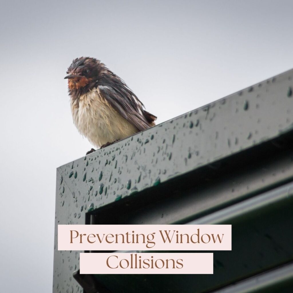 preventing window collisions