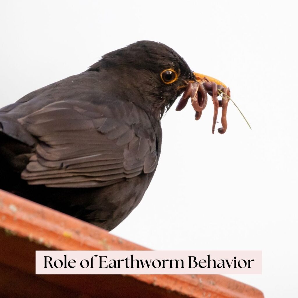 role of earthworm behavior