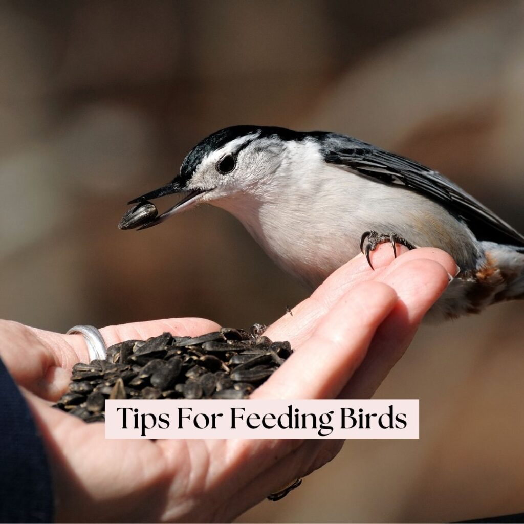 tips for feeding birds