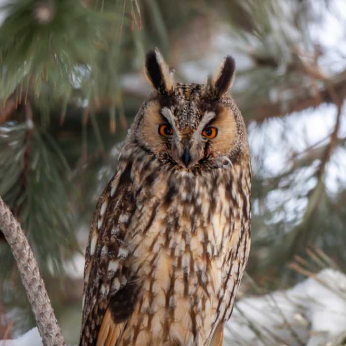 The owl's ears were remarkably large.