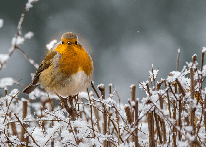 A bird perched on a snow-covered branch.