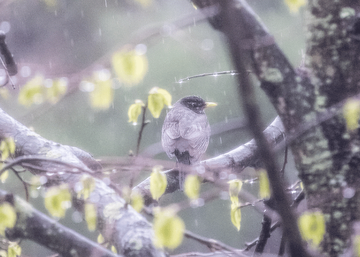 A bird perched on a branch, unfazed by the raindrops.