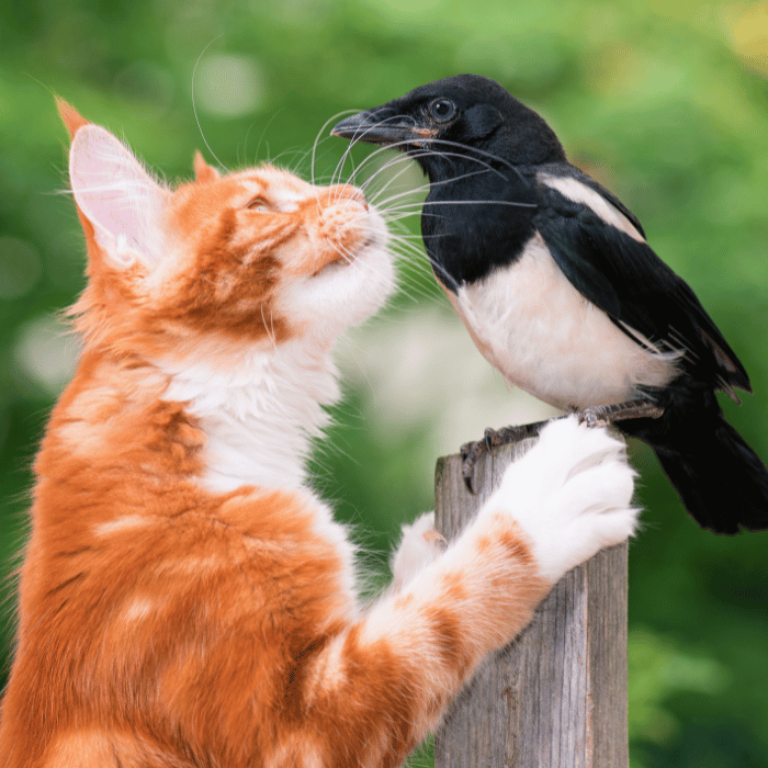 Cat and bird engage in friendly chattering.