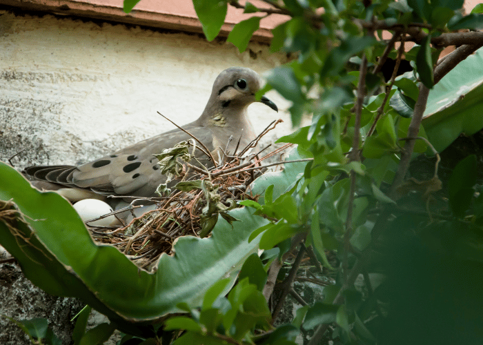 The pigeon protected its precious eggs.