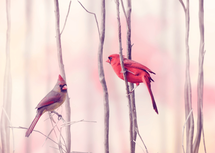 Two feathered friends are exchanging chirps.
