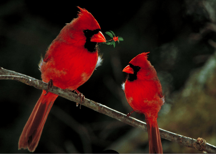 A pair of birds is engaged in a chat.