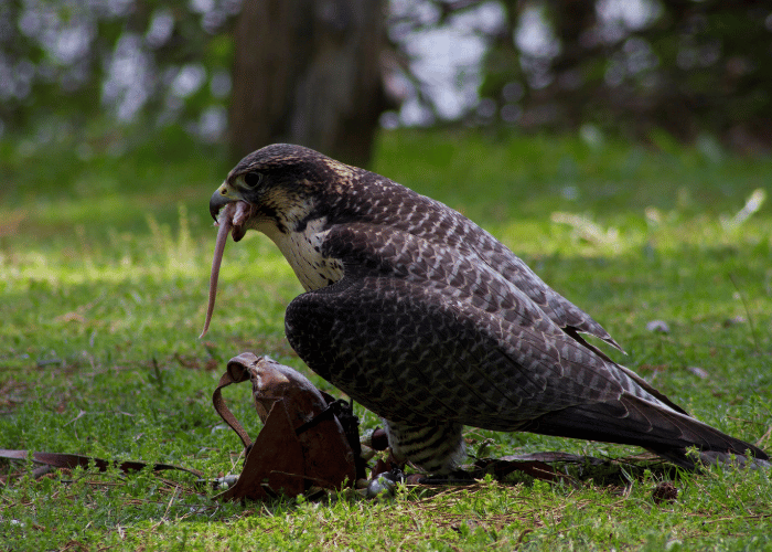 Hawks is eating a mouse. 
