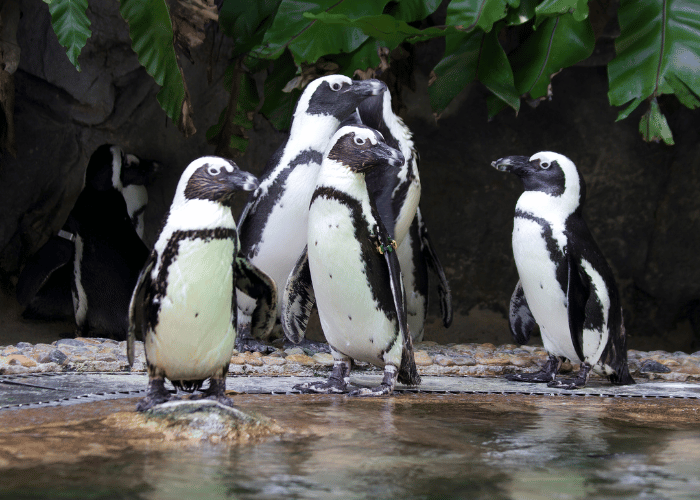 Penguins gather near the pond.