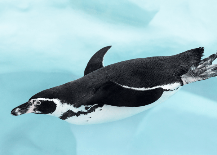 Penguins are skilled divers.