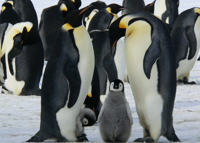 A colony of penguins gathered on the icy shore.