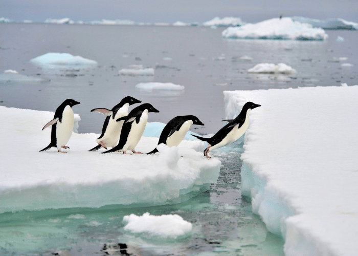 Many penguins play on snow.