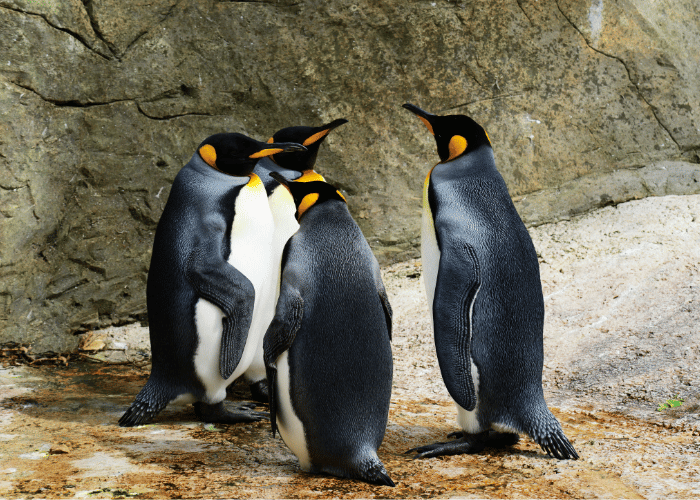 Penguins gathered near the rocks.