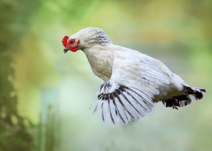 With a hop and a flap, the chicken attempts to soar.