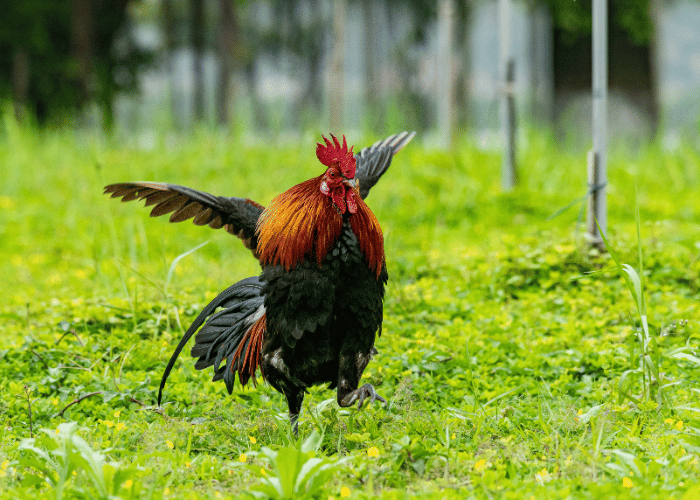 Rooster flap their wings to maintain balance.