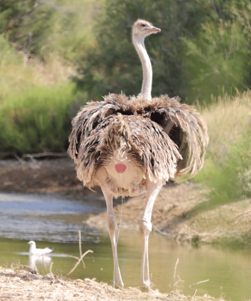 Ostrich is eliminating waste.