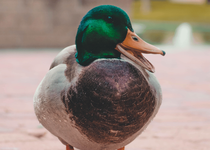 The duck quacked loudly with its beak wide open.