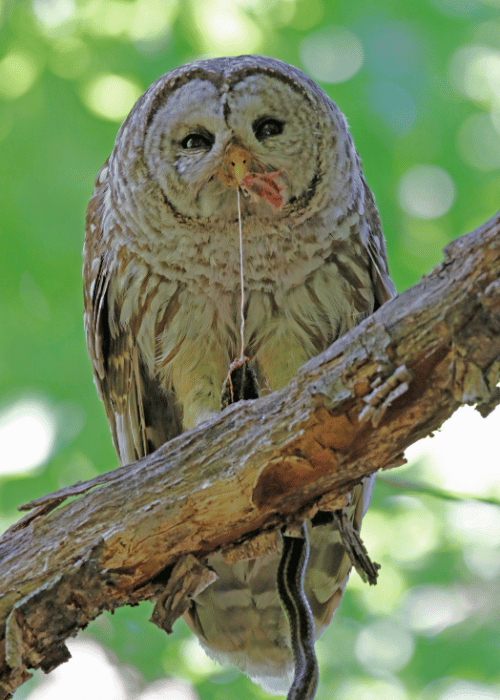 Owls prey on snakes for their meals.