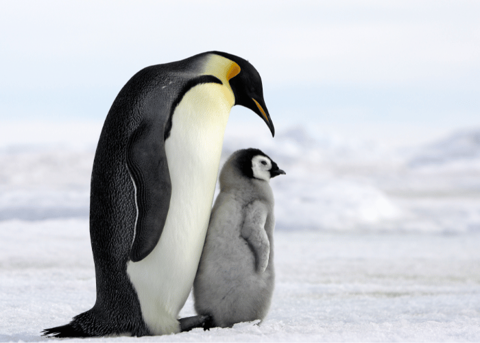 The mother penguin carefully guided her little one.