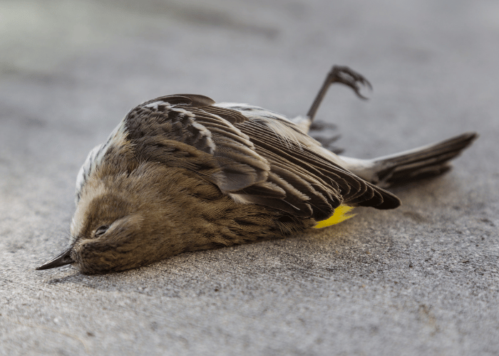 Lifeless bird on the road.