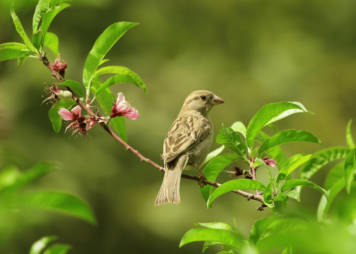A bird sat perched on a branch.