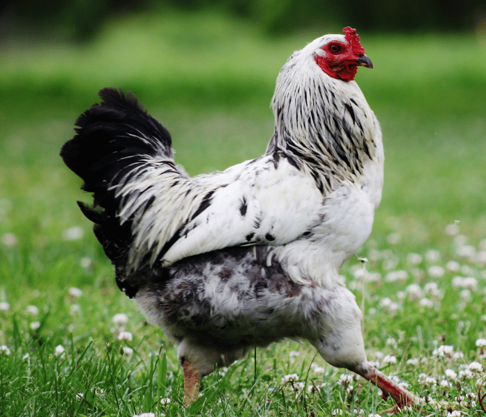 The chicken proudly struts and walks around.
