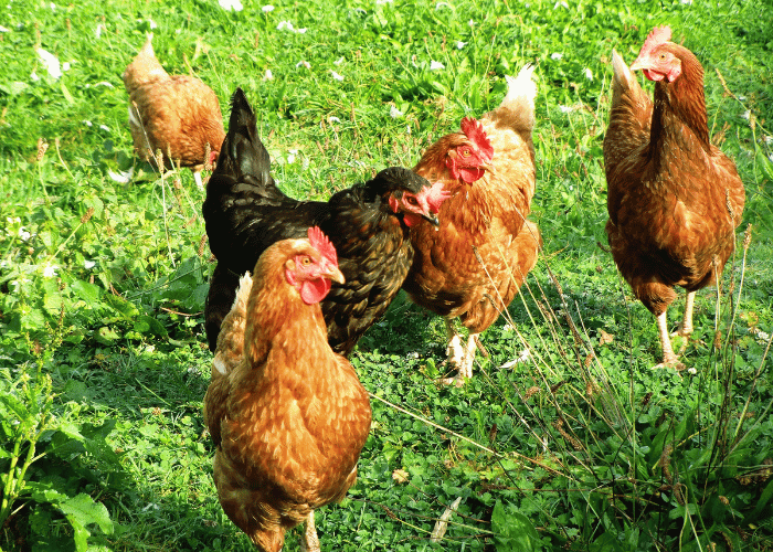 Hens peck at the ground for food.