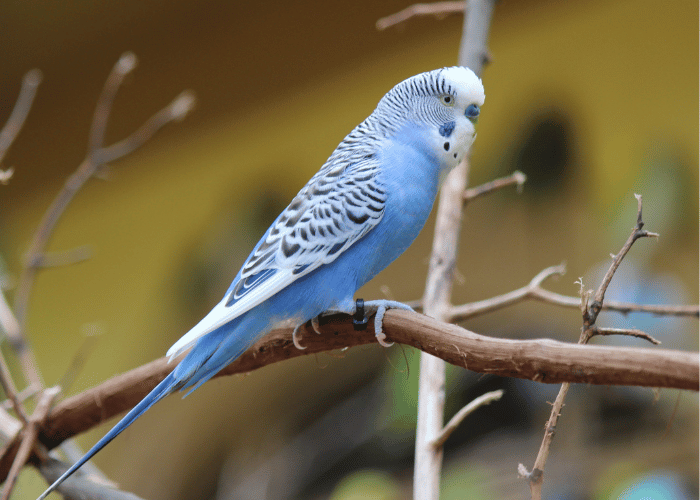 Parakeets are small and colorful birds.
