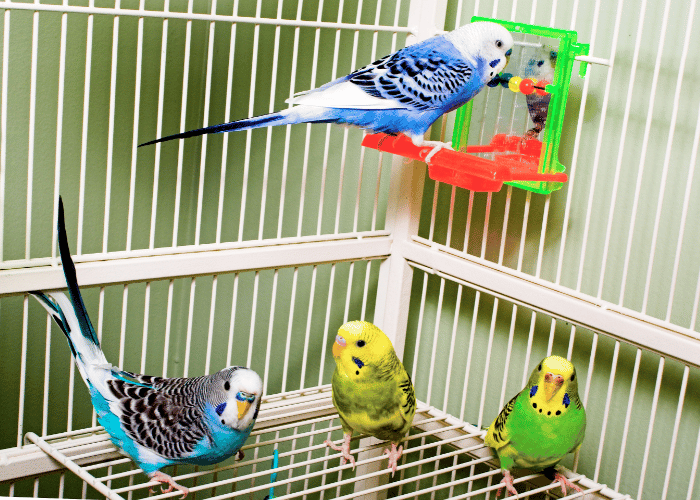 Parakeets are known for their vibrant feathers and playful nature.