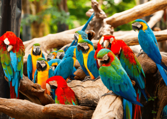 Parrots display a wide range of vibrant colors.