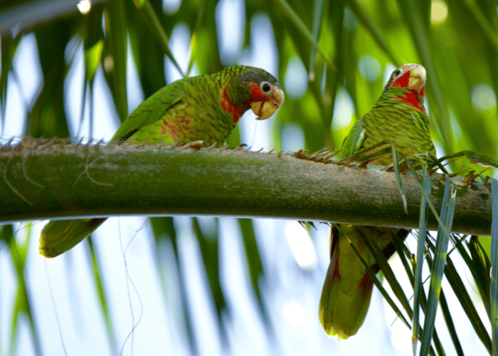 The parrots are engaged in a lively conversation.