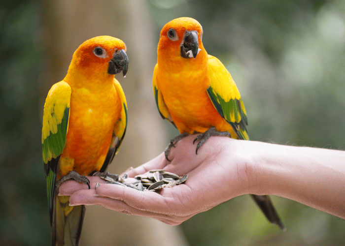The two birds are happily feeding on their favorite seeds.