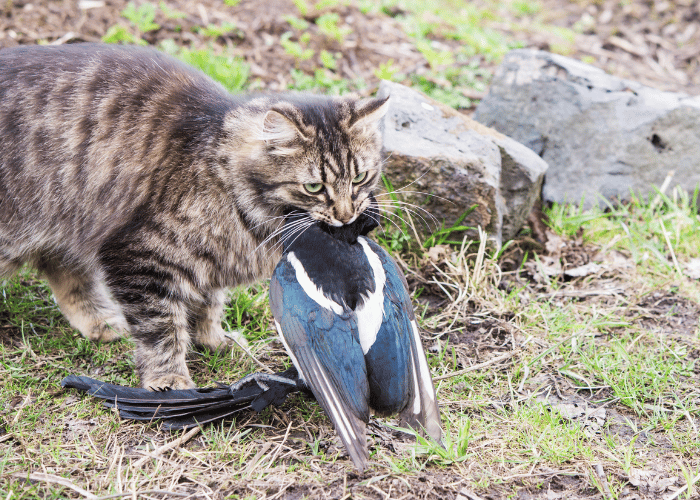 The cat stealthily pounced on the bird.