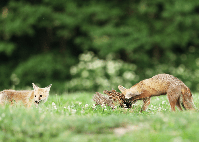 Hungry foxes relished the taste of the bird.